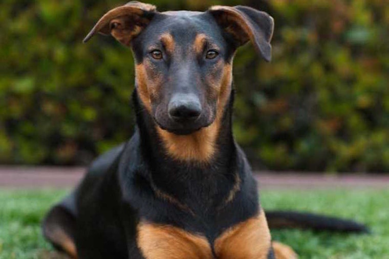 Puppies in San Diego looking for their fur-ever homes