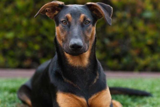 Puppies in San Diego looking for their fur-ever homes