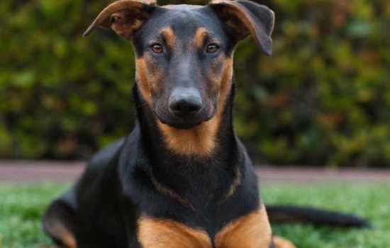 Puppies in San Diego looking for their fur-ever homes