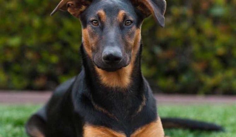 Puppies in San Diego looking for their fur-ever homes