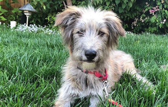 Puppies in San Jose looking for their fur-ever homes