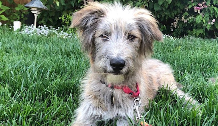 Puppies in San Jose looking for their fur-ever homes