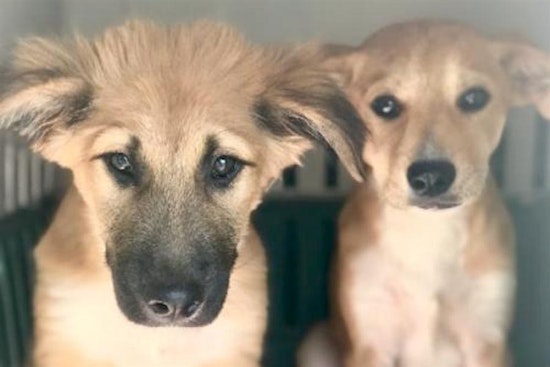 Puppies in Seattle looking for their fur-ever homes