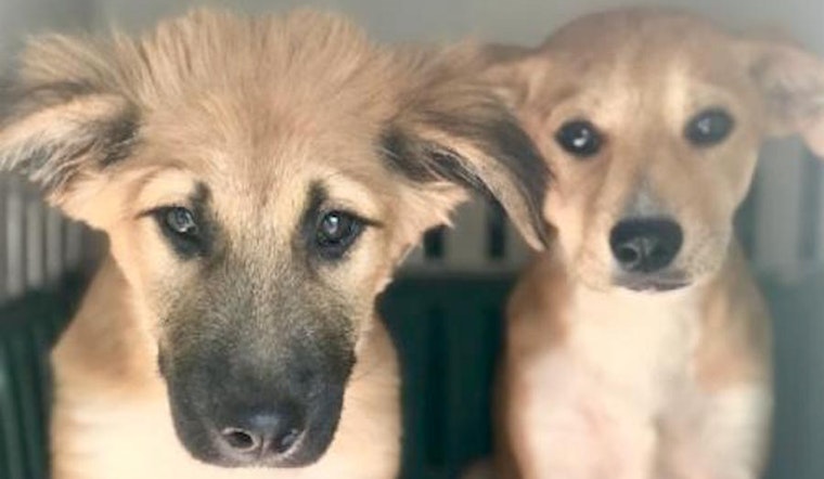 Puppies in Seattle looking for their fur-ever homes