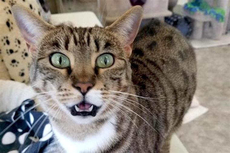 Cats in Sacramento looking for their fur-ever homes