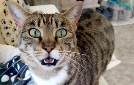 Cats in Sacramento looking for their fur-ever homes