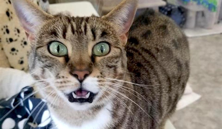 Cats in Sacramento looking for their fur-ever homes