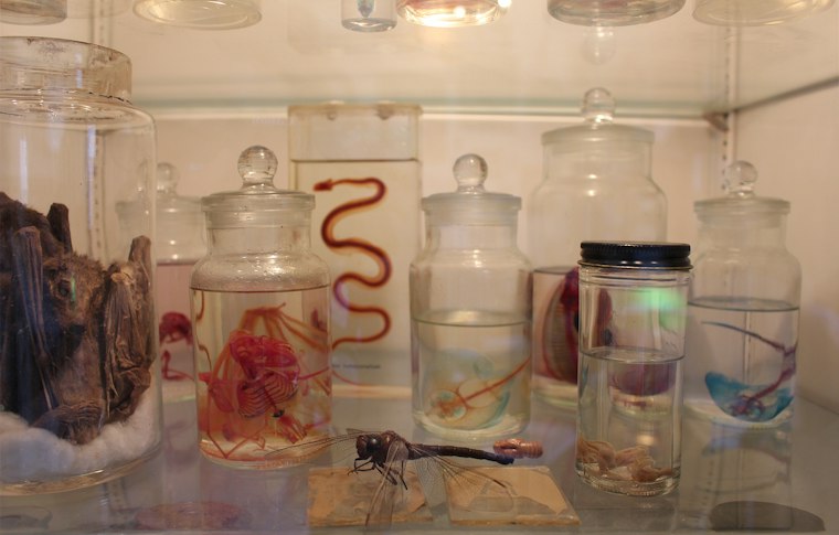 Use Discretion at Brooklyn's Morbid Anatomy Museum