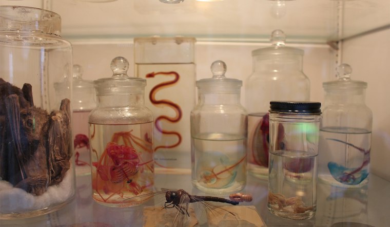 Use Discretion at Brooklyn's Morbid Anatomy Museum