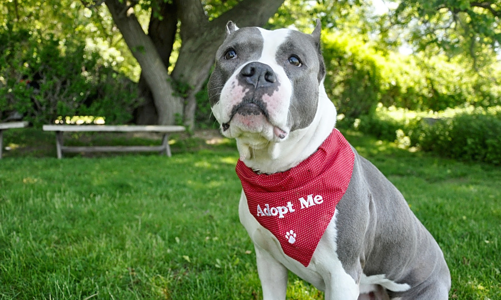Dogs in New York City looking for their furever homes