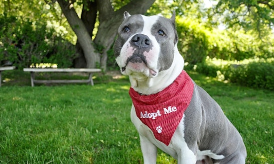 Dogs in New York City looking for their fur-ever homes