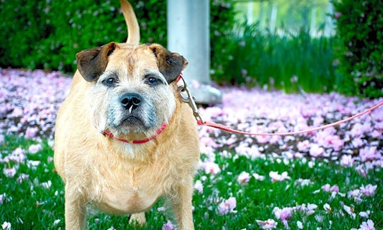 Dogs in Jersey City looking for their fur-ever homes