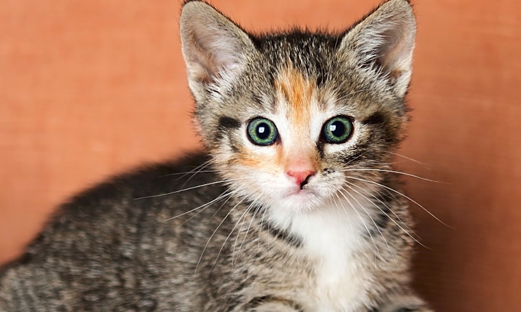 Kittens in Cincinnati looking for their fur-ever homes