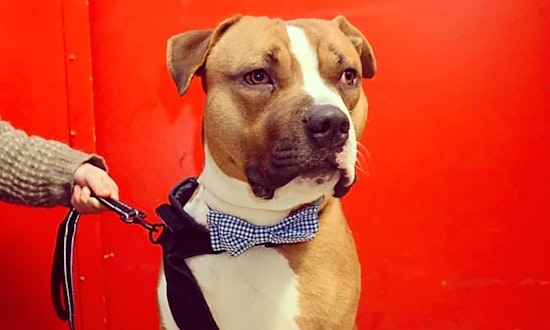 Dogs in Detroit looking for their fur-ever homes