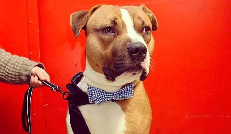 Dogs in Detroit looking for their fur-ever homes