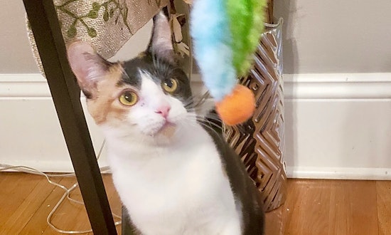 Cats in Charlotte looking for their fur-ever homes