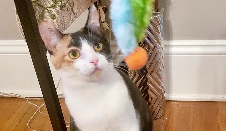 Cats in Charlotte looking for their fur-ever homes