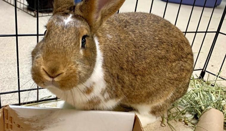 Purr-fect rabbits to adopt in and around Indianapolis
