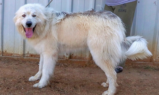 Dogs in Nashville looking for their fur-ever homes