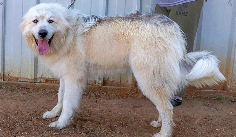 Dogs in Nashville looking for their fur-ever homes