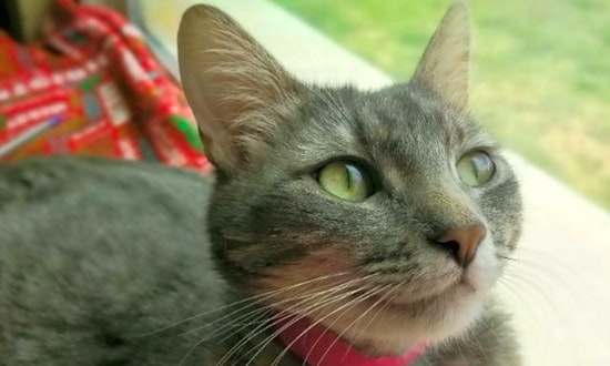 Cats in El Paso looking for their fur-ever homes