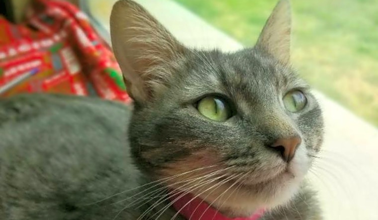 Cats in El Paso looking for their fur-ever homes