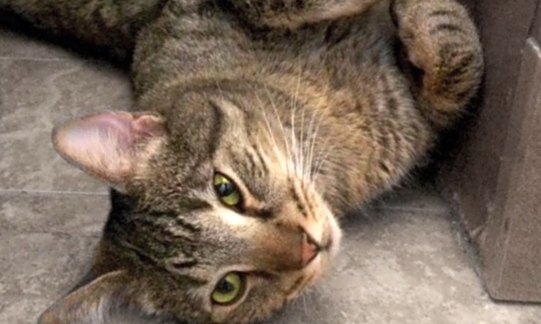 Cats in Las Vegas looking for their fur-ever homes