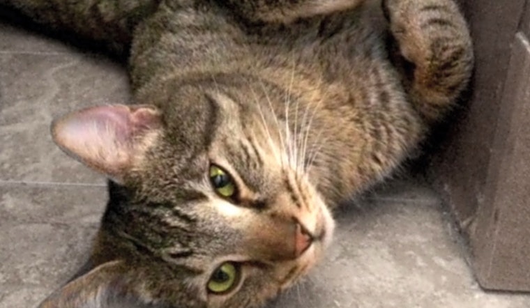 Cats in Las Vegas looking for their fur-ever homes