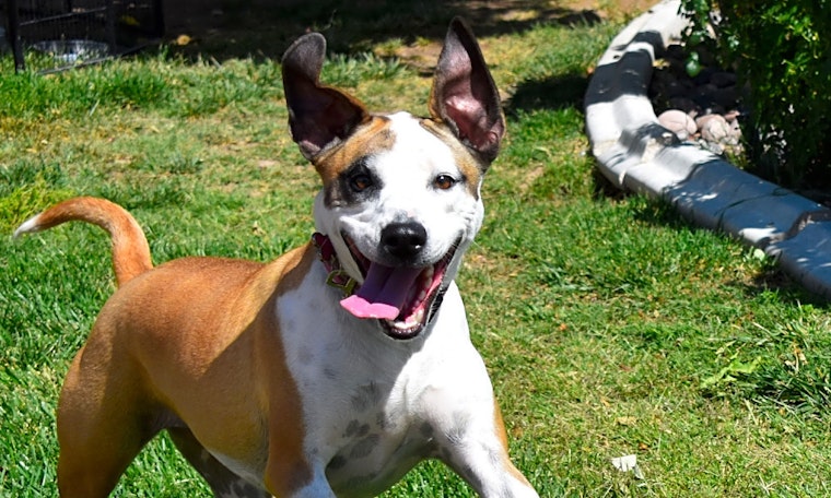 Dogs in Henderson looking for their fur-ever homes