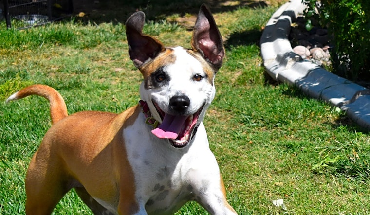 Dogs in Henderson looking for their fur-ever homes