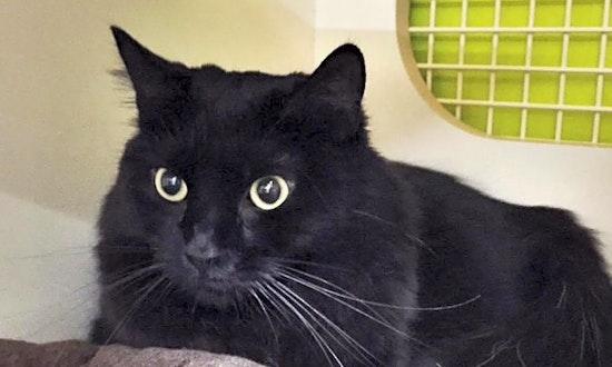 Cats in San Francisco looking for their fur-ever homes