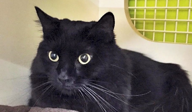 Cats in San Francisco looking for their fur-ever homes