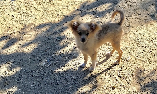 Puppies in Fresno looking for their fur-ever homes