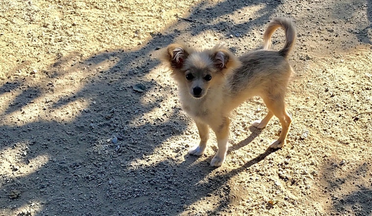 Puppies in Fresno looking for their fur-ever homes