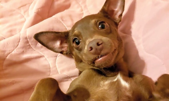 Puppies in Portland looking for their fur-ever homes