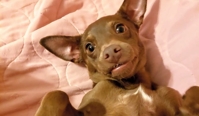 Puppies in Portland looking for their fur-ever homes