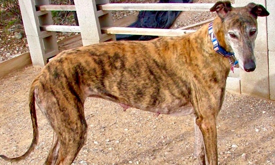 Dogs in Tucson looking for their fur-ever homes
