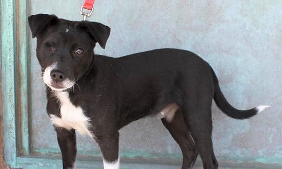 Puppies in Albuquerque looking for their fur-ever homes