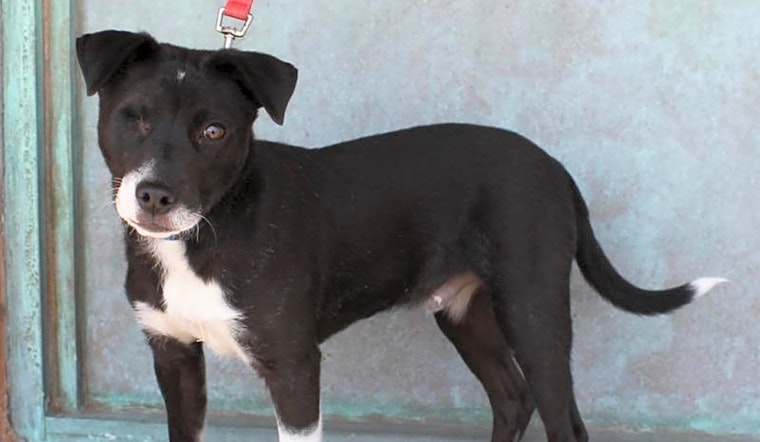 Puppies in Albuquerque looking for their fur-ever homes