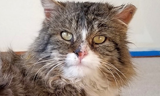 Cats in Colorado Springs looking for their fur-ever homes