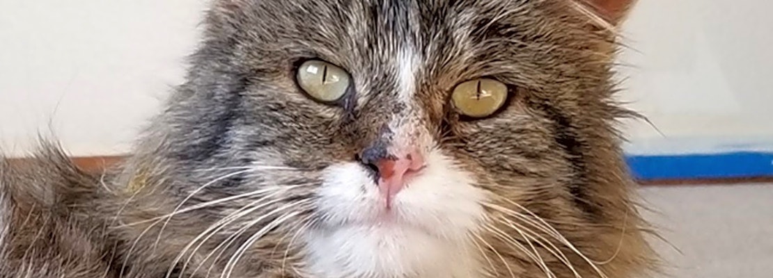 Cats in Colorado Springs looking for their fur-ever homes