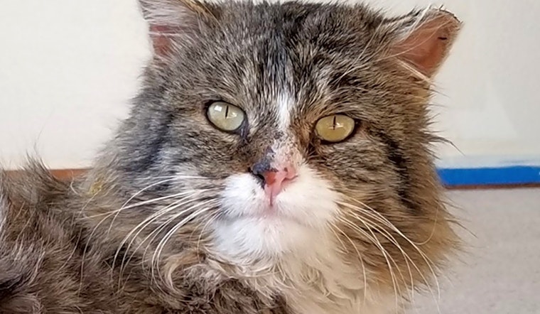 Cats in Colorado Springs looking for their fur-ever homes