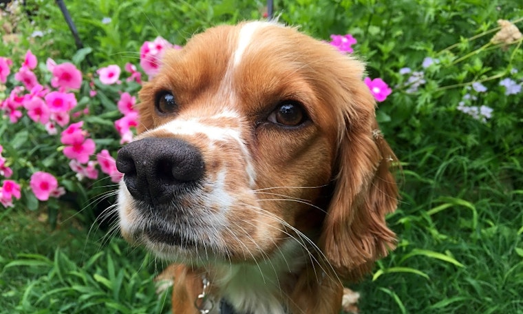 Dogs in Austin looking for their fur-ever homes