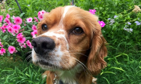 Dogs in Austin looking for their fur-ever homes