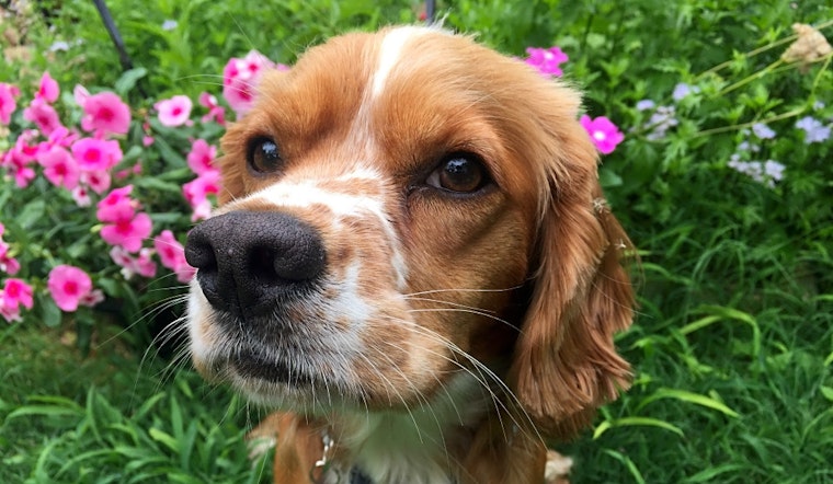 Dogs in Austin looking for their fur-ever homes