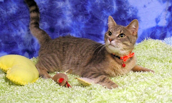 Cats in Arlington looking for their fur-ever homes