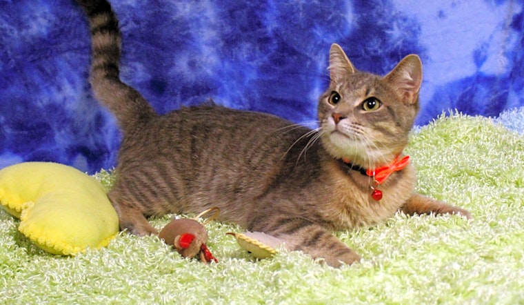 Cats in Arlington looking for their fur-ever homes