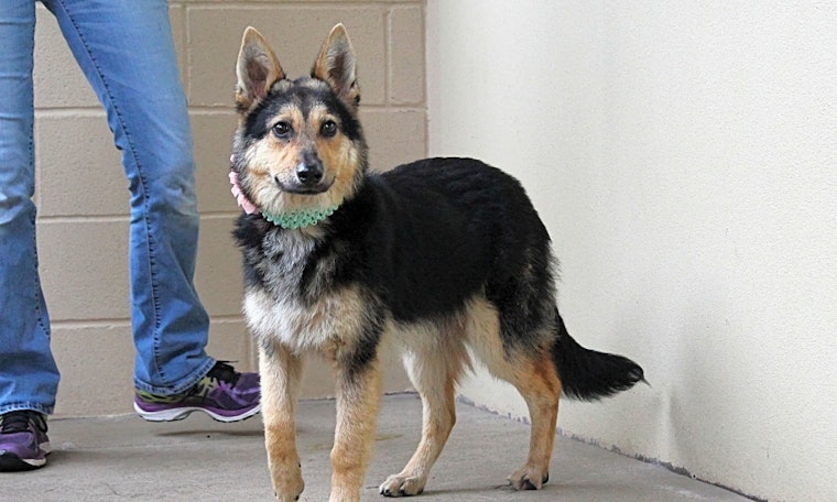 Dogs in Plano looking for their fur-ever homes