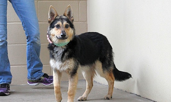 Dogs in Plano looking for their fur-ever homes