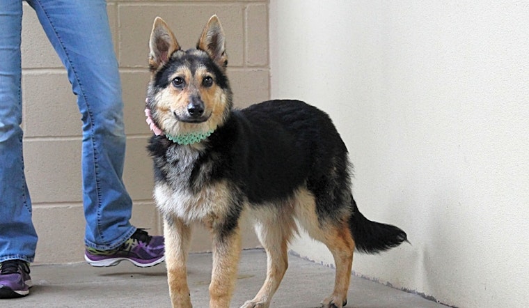 Dogs in Plano looking for their fur-ever homes